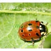 Anatis ocellata (Linnaeus, 1758) Oczatka